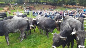 La primera feria de Coo reunió a más de 1.200 vacas