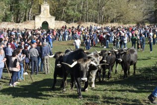 Arenas concentra a cerca de 1.900 cabezas de ganado en su Feria Anual