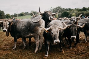 La Feria de Gamoneo concentrará este año a más de 800 cabezas de ganado