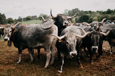 Cartes reunirá en la Feria de Gamoneo a más de 800 cabezas de ganado