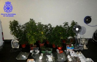 Dos detenidos en San Felices y desmantelada una plantación de marihuana