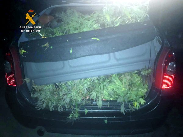 La Guardia Civil detiene a un hombre en San Felices con unos 12 kilos en plantas de marihuana en un monovolumen