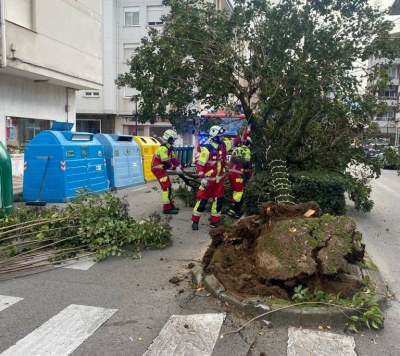 Las maniobras de un camión de Mare tumban un árbol en la avenida de España