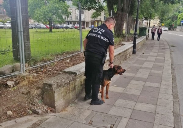Recogida de un perro extraviado esta misma semana
