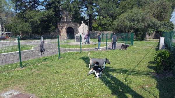 Una de las que se renovará es la de tenencia de animales de compañía