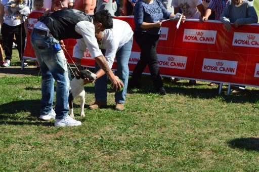 Concurso Regional Canino Los Corrales de Buelna