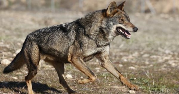 Cartes redactará una ordenanza para "crear equilibrio" entre el ganadero y el lobo