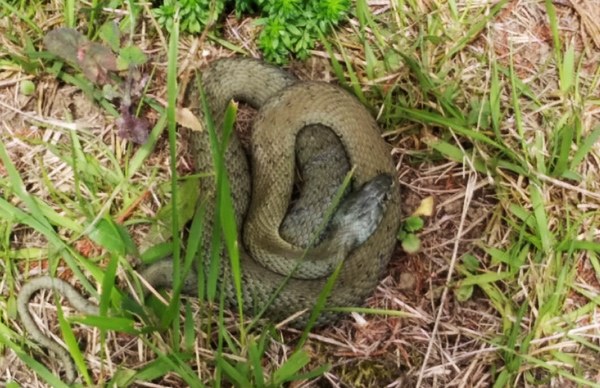 Serpiente vista en Tarriba. Foto facilitada por el chico que la vio.