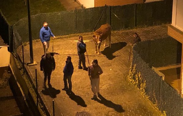 Uno de los momentos de la captura de la becerra