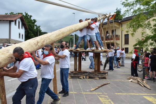 Unos 30 hombres de Silió bregaron contra dos robles unidos de más de 24 metros de alto hasta ponerlos en pie