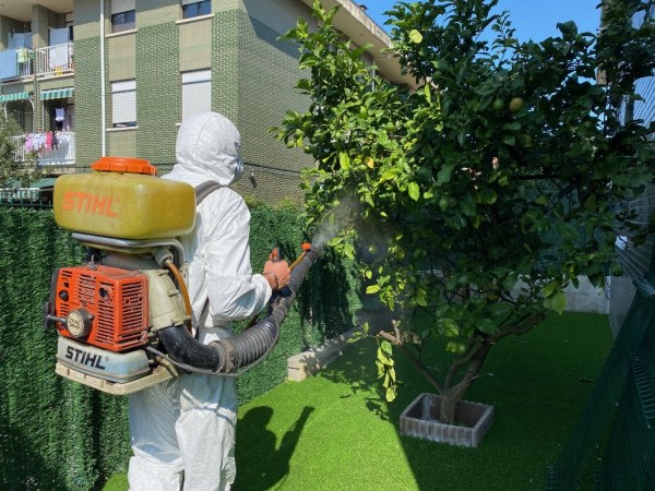 El Ayuntamiento ha contratado una empresa especializada para tratar cítricos afectados por la Psila Africana