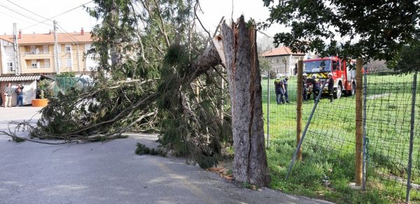 El árbol ya partido por los bomberos para retirarlo de la calle Numancia