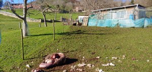 La oveja muerta en la parcela del barrio de La Cuesta.