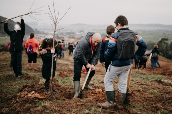 Plantación de cerezos en 2020