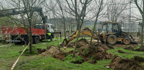 Tareas de transplantado de los árboles