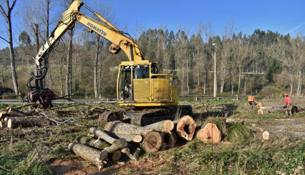 Tala de chopos podridos en la calle Numancia